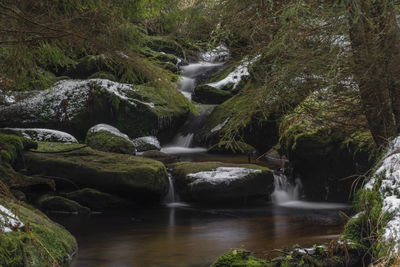 Scenic view of waterfall in forest