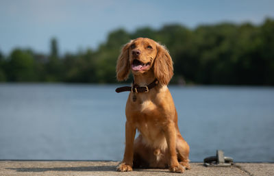 Dog sitting on a lake