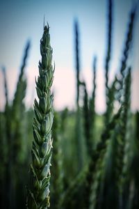 Grain ears field 