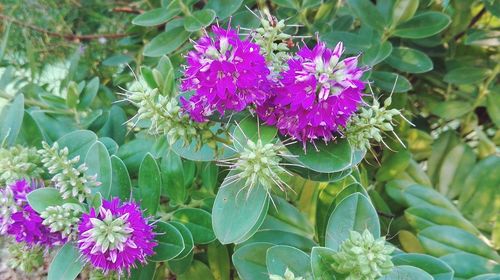 Close-up of pink flowers