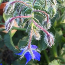 Close-up of purple flowers