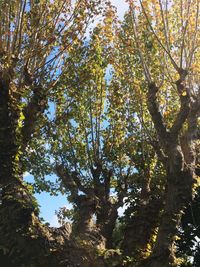 Low angle view of trees on sunny day