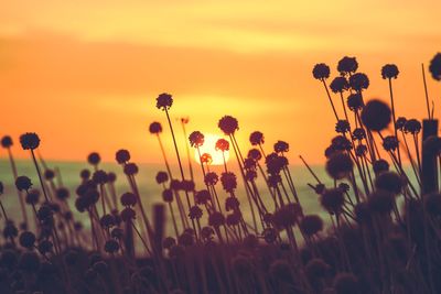 Close-up of plants growing on field against sky during sunset