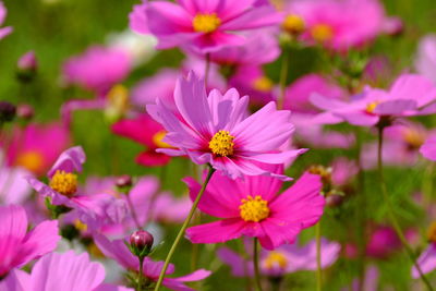 Close-up of pink cosmos flowers