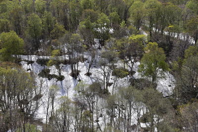 Scenic view of river amidst trees in forest