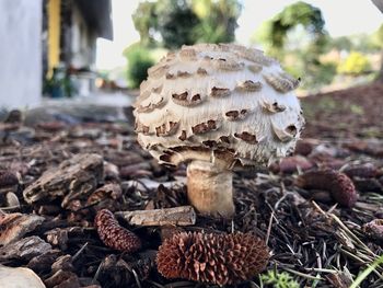 Close-up of mushrooms growing on field