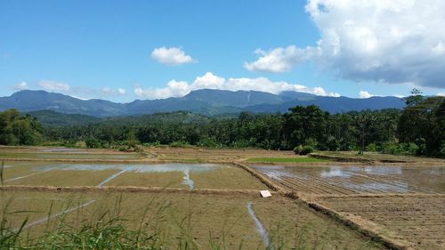 Scenic view of agricultural field against sky