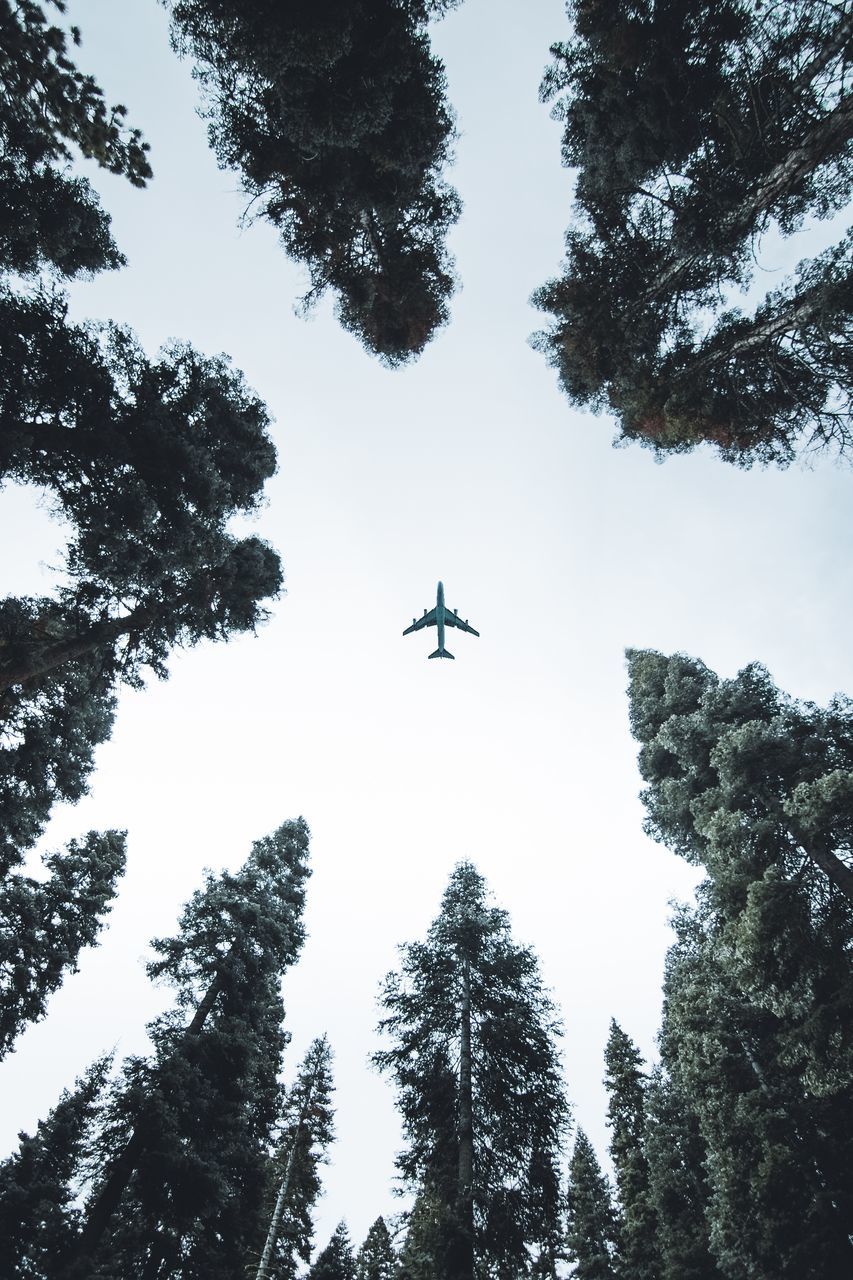 LOW ANGLE VIEW OF TREES AGAINST SKY