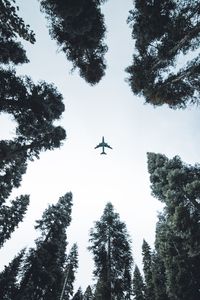 Low angle view of airplane flying in sky