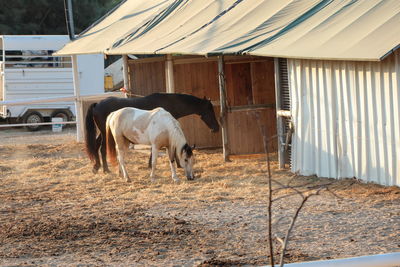 Horse in stable