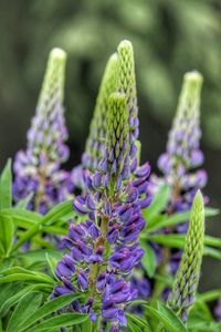 Close-up of purple flowering plant