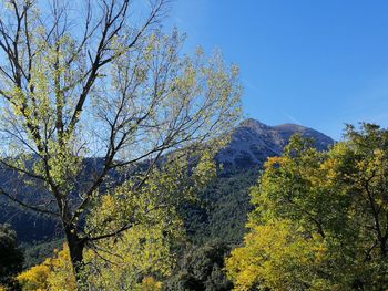 Low angle view of tree against sky during autumn