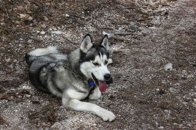 High angle view of dog on field