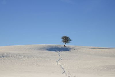 Tree on desert against clear blue sky
