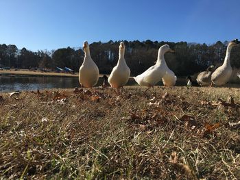 Flock of birds on land