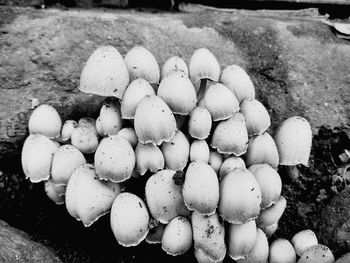 High angle view of mushrooms growing on field