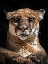 Close-up portrait of a cat