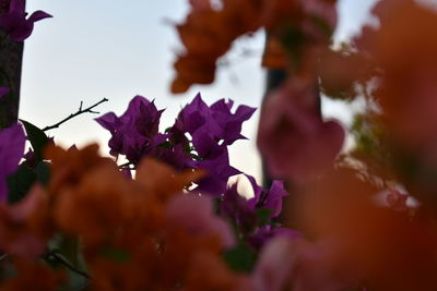 Close-up of purple flowers blooming on tree