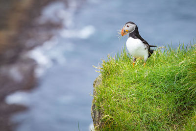 Bird perching on a rock