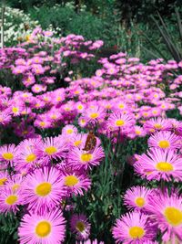 Close-up of pink flowering plants