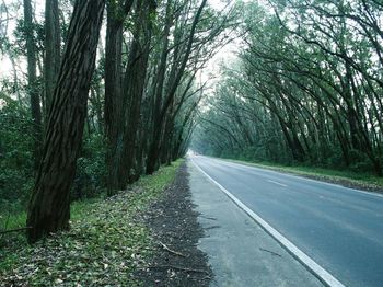 Road passing through forest