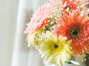 Close-up of daisy flower