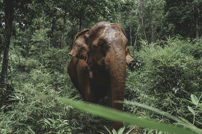 Elephant amidst trees in forest