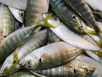 Close-up of fish for sale in market