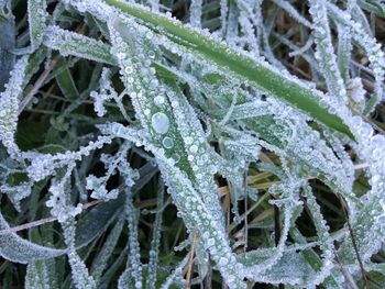 Close-up of snow on plants during winter