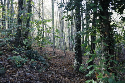 Trees growing in forest