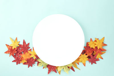 Close-up of maple leaves against white background