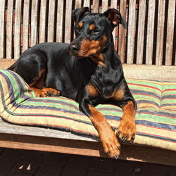 Close-up of dog sitting outdoors