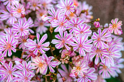 Close-up of purple flowers blooming outdoors