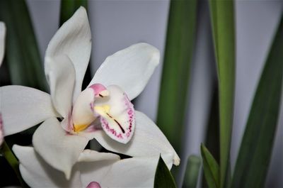 Close-up of white orchid