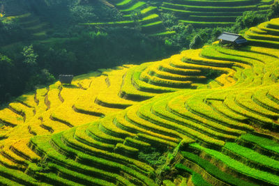 High angle view of terraced rice field