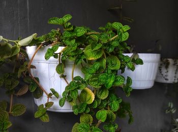 Close-up of potted plant