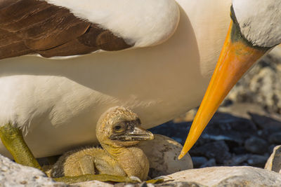 Close-up of young masked booby bird