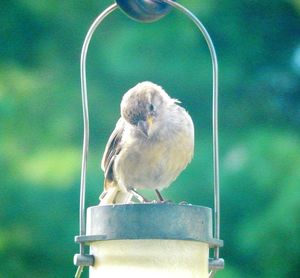 Close-up of bird perching