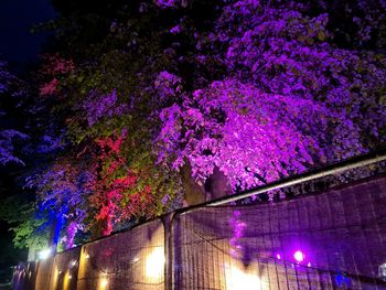 Low angle view of purple flowering plants at night