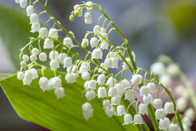 Close-up of white flowering plant