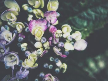 Close-up of flowers against blurred background