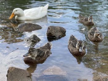 Ducks in a pond 