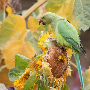 Close-up of bird perching on plant