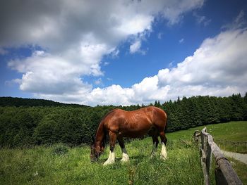 Horses in a field