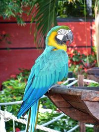 Close-up of parrot perching on tree