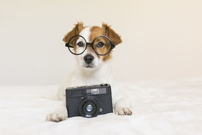 Portrait of puppy with camera on bed