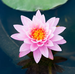 Close-up of pink flower