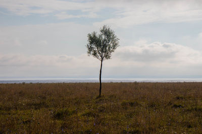 Tree on field by sea against sky