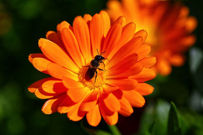 Close-up of insect on orange flower
