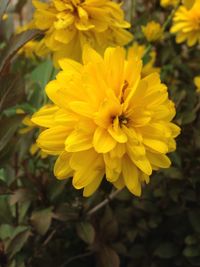 Close-up of yellow flowers